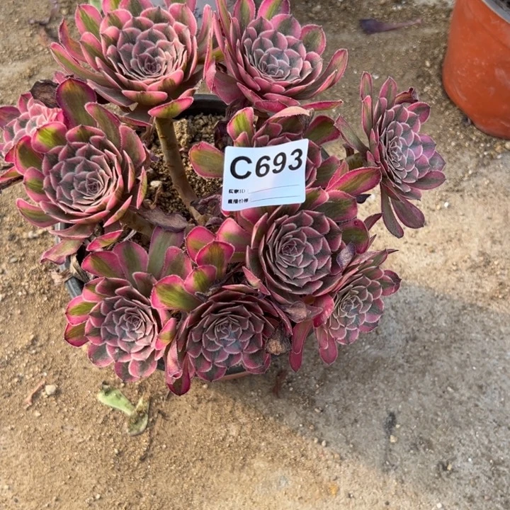 白月光朵朵多肉693