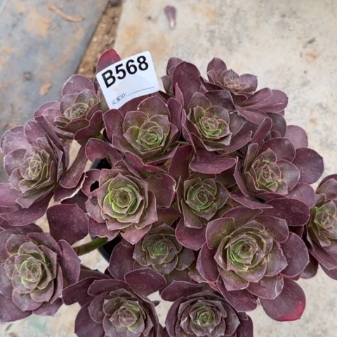 魅金玫瑰朵朵多肉22厘米568