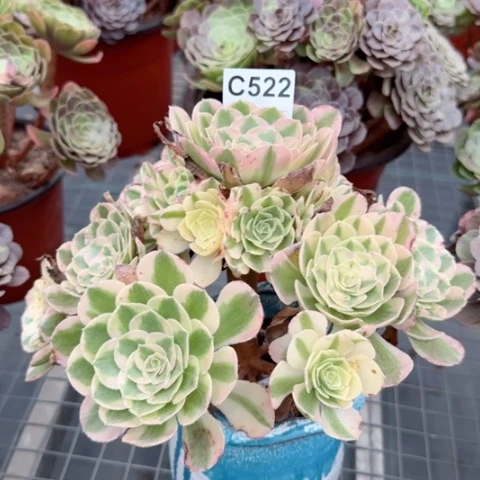 玉姿多肉植物522
