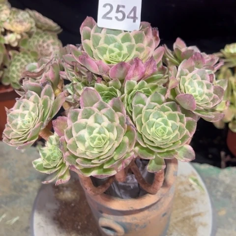 254海王冠幅20厘米