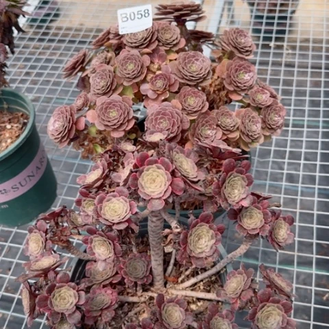 058号2颗多肉植物