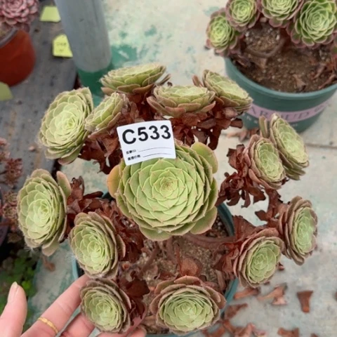 万圣节多肉植物533