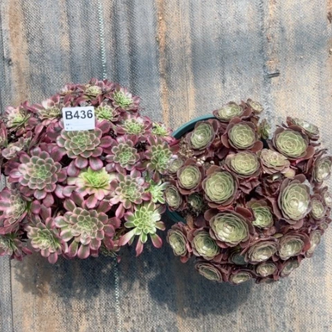 天合万圣节朵朵多肉436