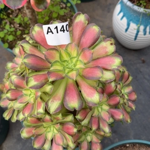 韶华多肉20厘米140