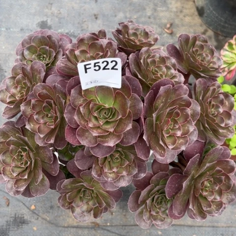 522魅金玫瑰朵朵28厘米左右