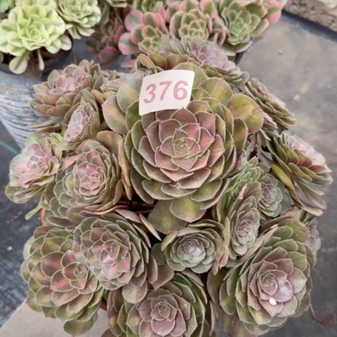 抹茶多肉植物376