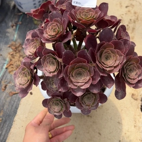 魅金玫瑰朵朵多肉23厘米298