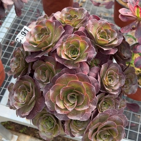 391魅金玫瑰朵朵25厘米左右