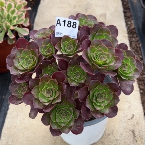 188魅金玫瑰朵朵20厘米左右