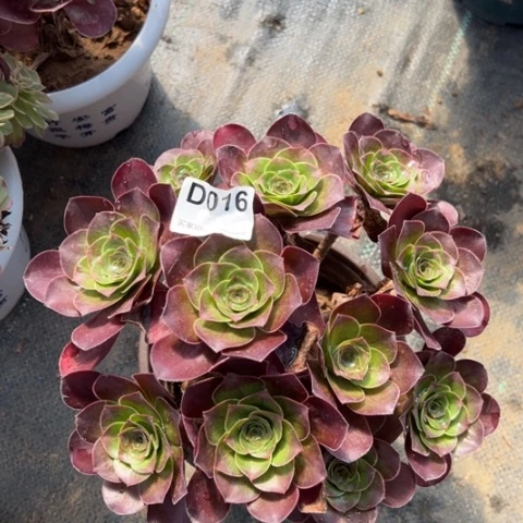 魅金玫瑰朵朵多肉20厘米016