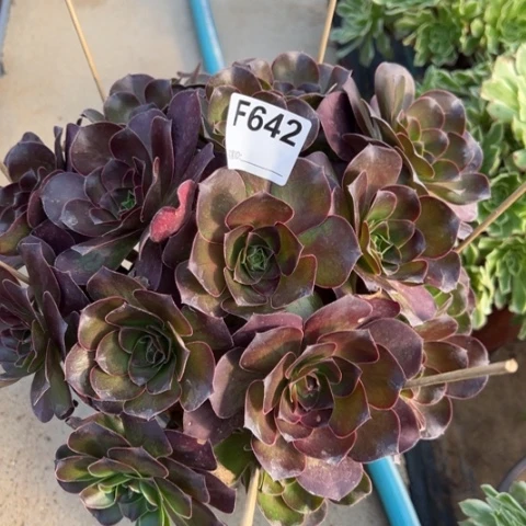 642魅金玫瑰朵朵26厘米左右