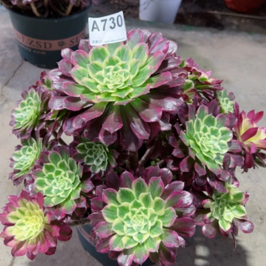 【闪购商品】锦***飞730多肉天合