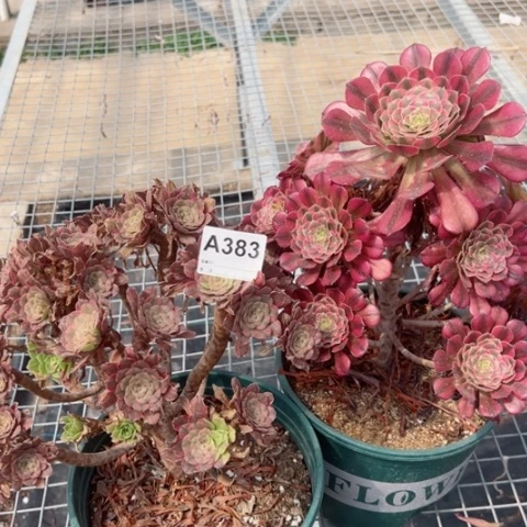 383号祝融粉黛多肉