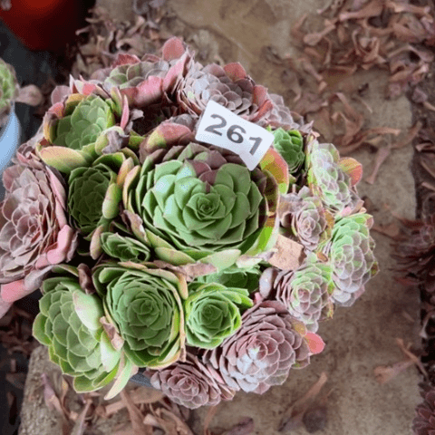 花月夜多肉植物261