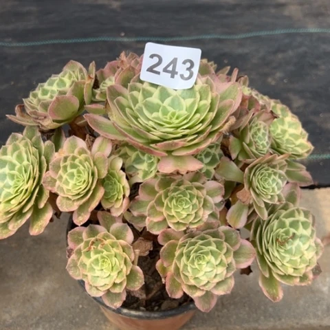 海王多肉植物243