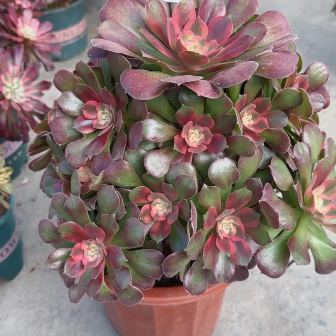 【闪购商品】512雅典娜多肉