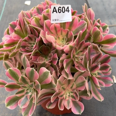 604女巫朵朵25厘米左右