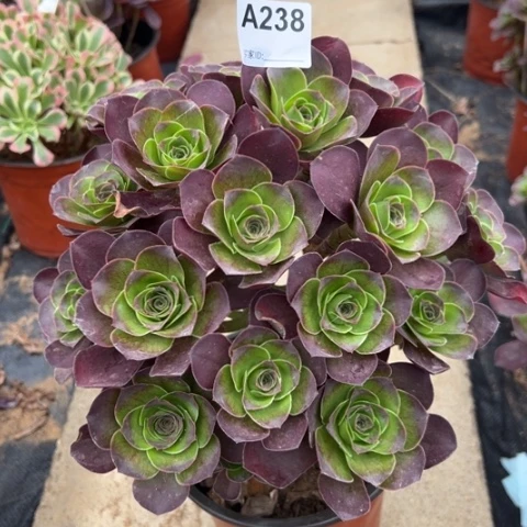 238魅金玫瑰朵朵25厘米左右