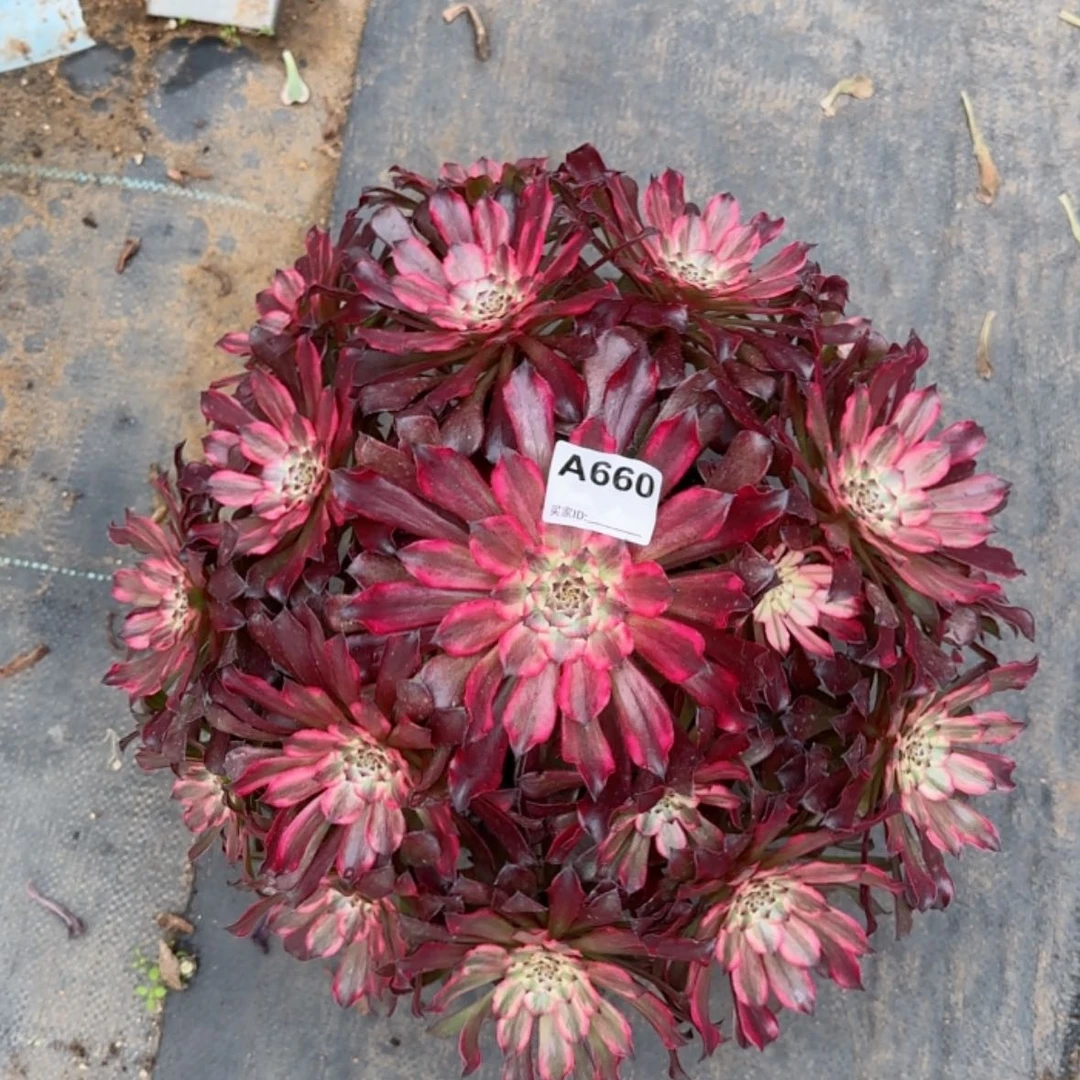 【闪购商品】660血姬多肉