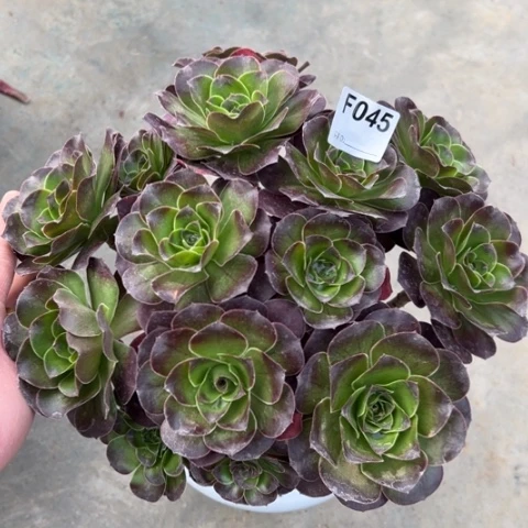 魅金玫瑰朵朵多肉30厘米045