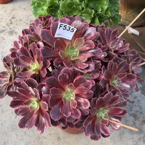 535白婚纱多肉35厘米左右