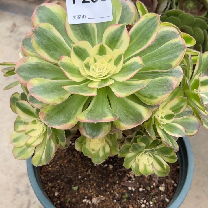 296荔枝20厘米左右妖庄