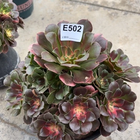 红袖多肉25厘米502