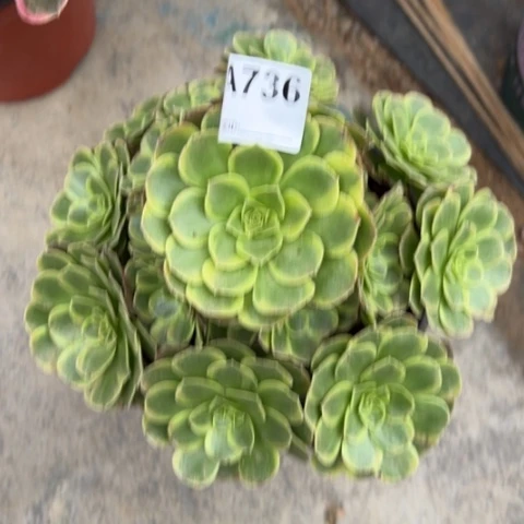 奶白多肉20厘米736
