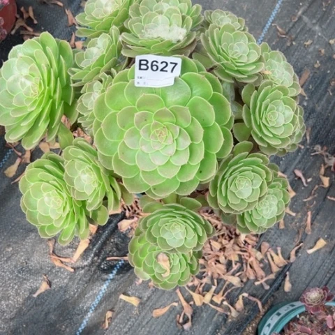 万圣节有断枝多肉627