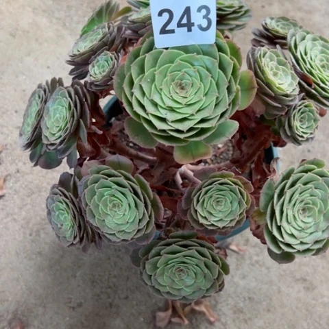 万圣节多肉植物243