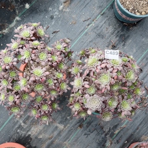 舞天姬两颗多肉489