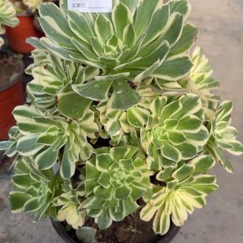 477芳华25厘米左右