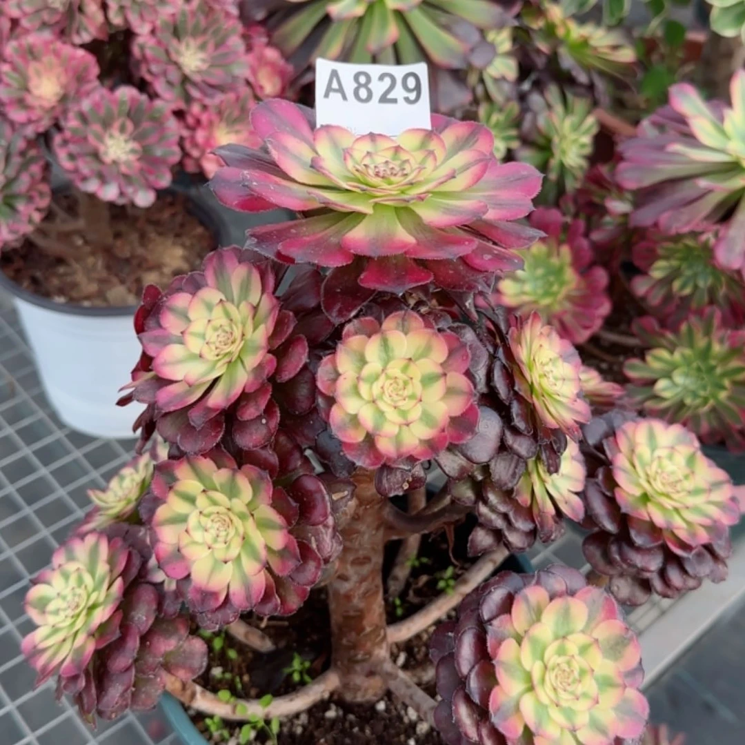 【闪购商品】829月蝉多肉