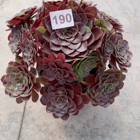 小****7花月夜多肉植物190