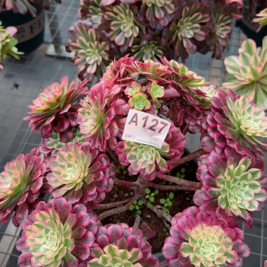 【闪购商品】127祝融多肉