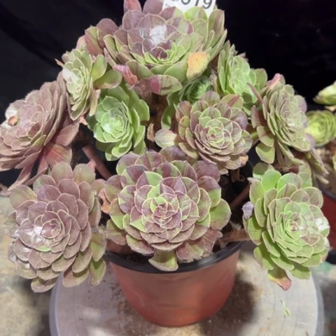 519花月夜冠幅28厘米