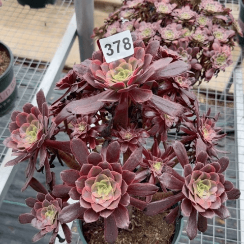 378梦娜丽莎多肉