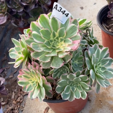 344海王22厘米左右