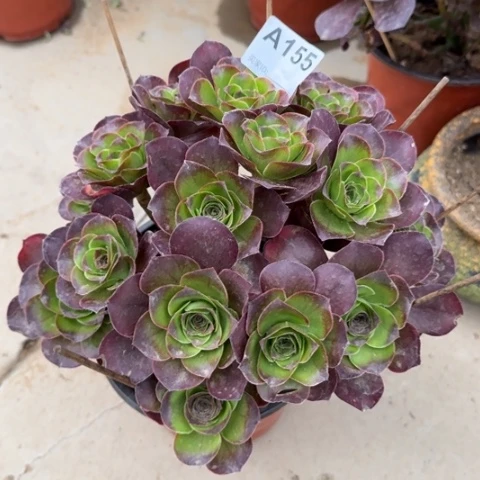 155魅金玫瑰朵朵22厘米左右