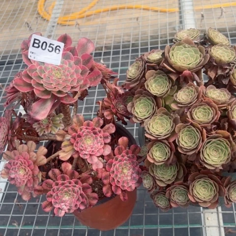 056号2棵多肉植物