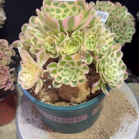 远*多肉植物多肉植物多肉