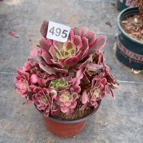美杜莎多肉植物495