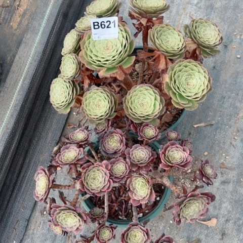 621号万圣节黑金刚朵朵