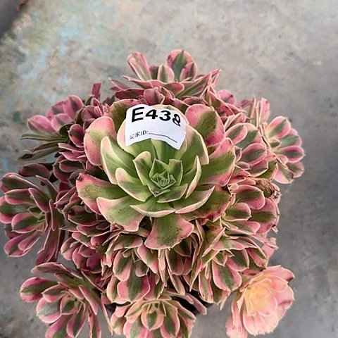 粉女巫多肉20厘米438