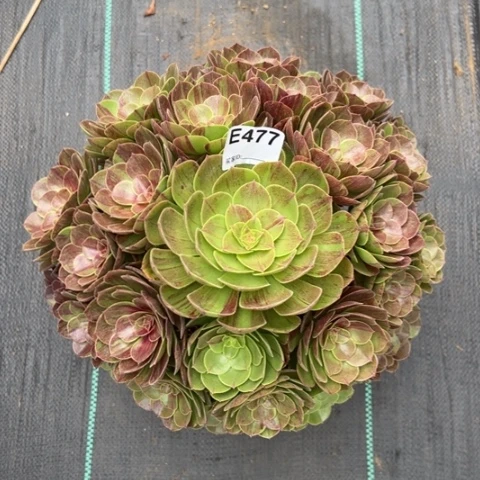 花月夜多肉35厘米35厘米477