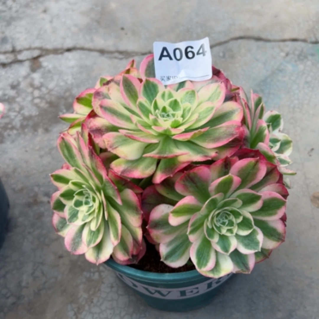 【闪购商品】64多肉玉资