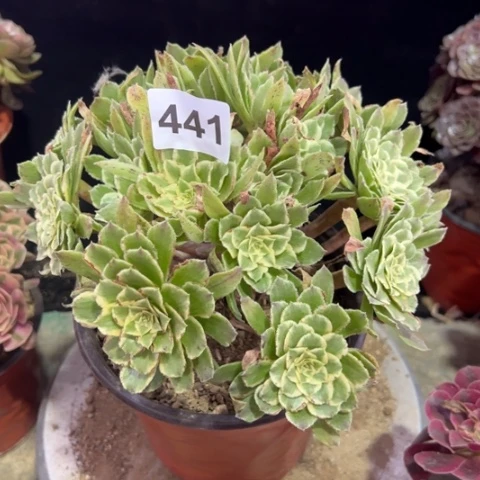 441碧浪冠幅20厘米