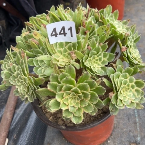 441碧浪冠幅20厘米