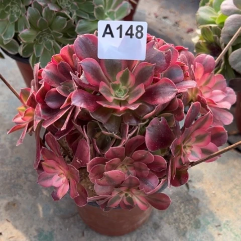 148美杜莎20厘米左右