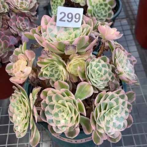 299倾城冠幅20厘米